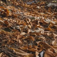 feuilles